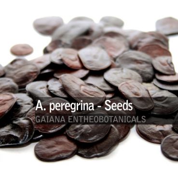 Anadenanthera peregrina -Yopo Seeds-