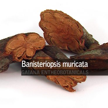 banisteriopsis-muricata