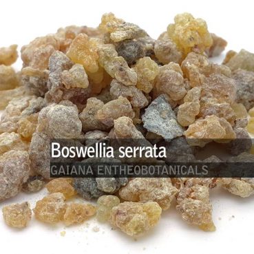 Boswellia serrata -Frankincense-