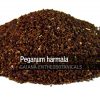 Peganum harmala -Seeds-