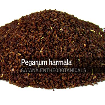 Peganum harmala -Seeds-