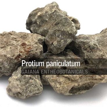 Protium-paniculatum-Copal-Black