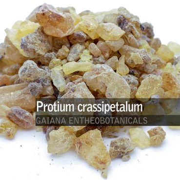 Protium crassipetalum -Copal Gold-