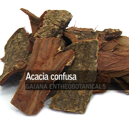 Acacia confusa -Root Bark- Gaiana Acacia Confusa Root Bark Extraction