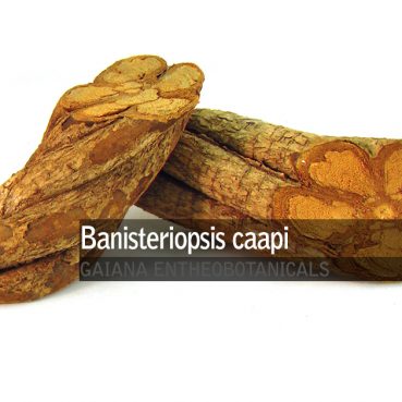 banisteriopsis-caapi