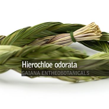 hierochloe odorata -sweet-grass-
