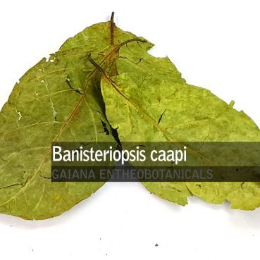 banisteriopsis-caapi-leaves