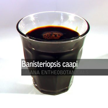 banisteriopsis-caapi-extract