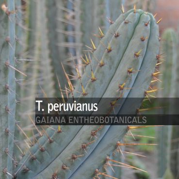 Trichocereus-peruvianus-Peruvian-Torch
