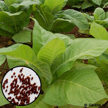Nicotiana-tabacum-Seeds