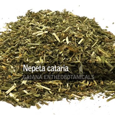 Nepeta cataria -Catnip-
