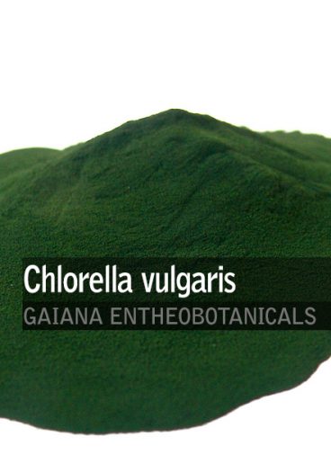 Chlorella-vulgaris-Powder