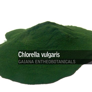 Chlorella-vulgaris-Powder