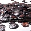 Anadenanthera colubrina -Cebil Seeds-