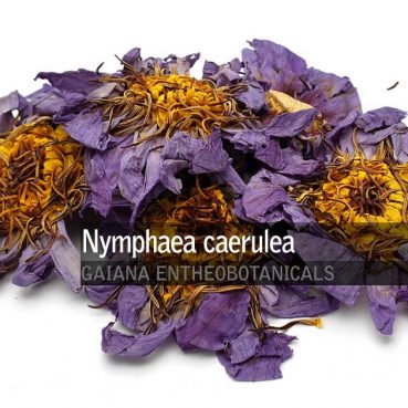 Nymphaea-caerulea-Blue-Lotus-Whole