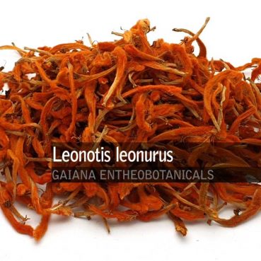 Leonotis-leonurus-Wilde-Dagga