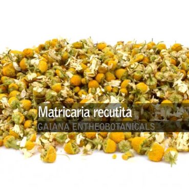 Matricaria-recutita-Chamomile-Flowers